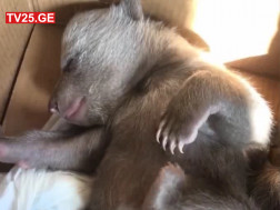 დათვის ბელი