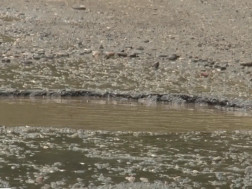 ამორტიზებული გზა